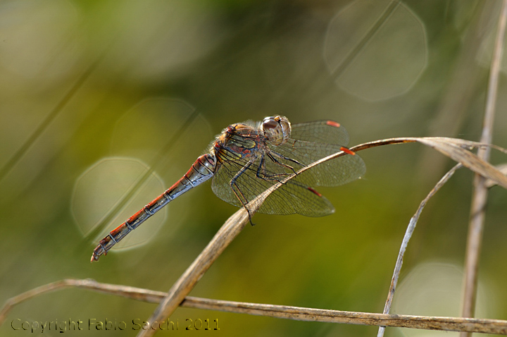 Sympetrum striolatum-femmina androcroma